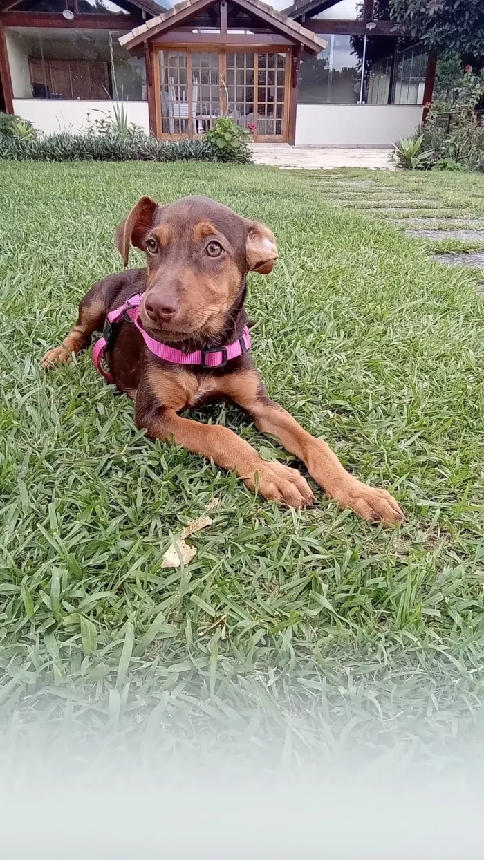 Cachorro raça SRD-ViraLata idade 2 a 6 meses nome Lana