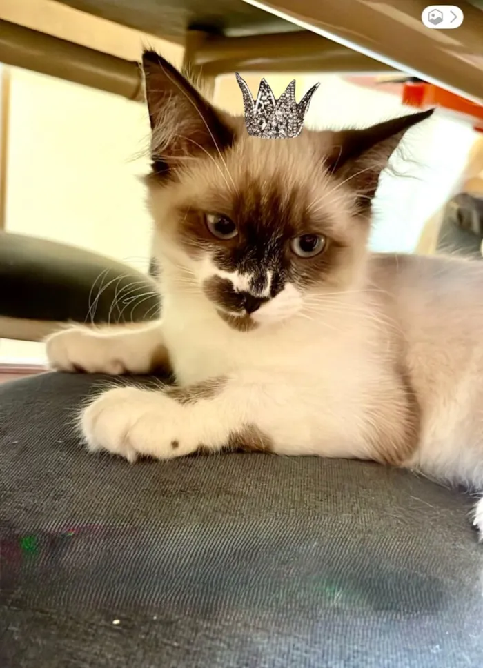 Gato raça SRD-ViraLata idade 2 a 6 meses nome Milky bb3meses Linda e boazinha 