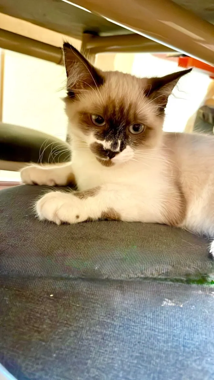 Gato raça SRD-ViraLata idade 2 a 6 meses nome Milky bb3meses Linda e boazinha 