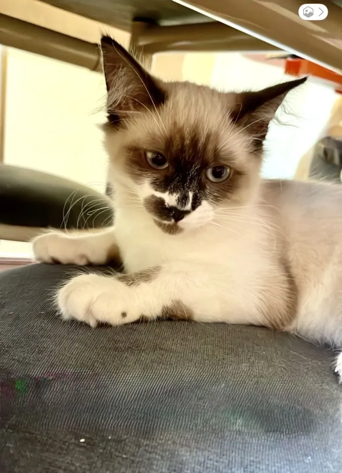 Gato raça SRD-ViraLata idade 2 a 6 meses nome Milky bb3meses Linda e boazinha 