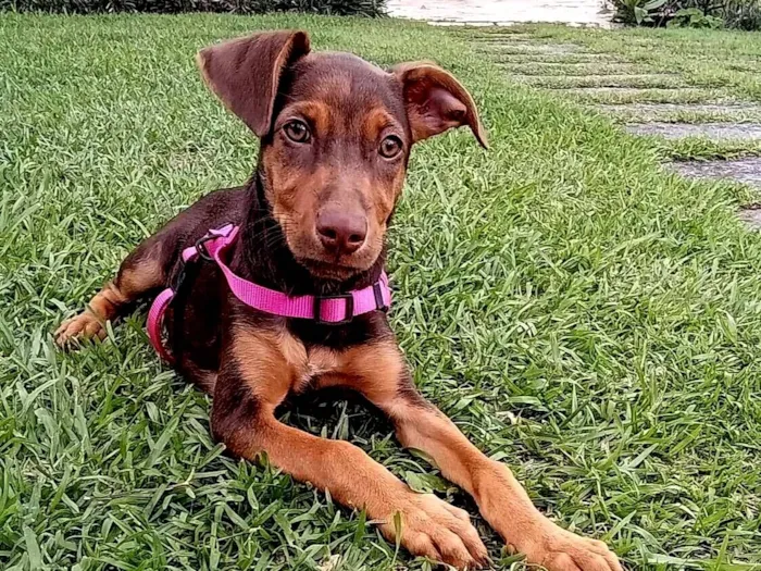 Cachorro raça SRD-ViraLata idade 2 a 6 meses nome Lana