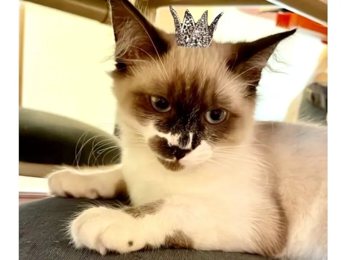 Gato raça SRD-ViraLata idade 2 a 6 meses nome Milky bb3meses Linda e boazinha 