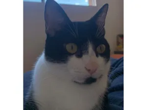 Gato raça SRD-ViraLata idade 1 ano nome Frajola 