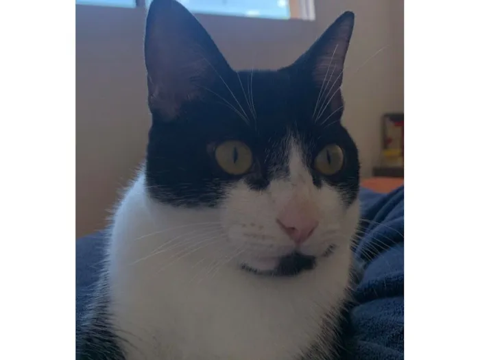 Gato raça SRD-ViraLata idade 1 ano nome Frajola 