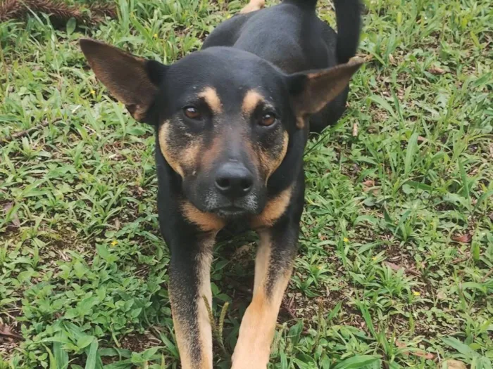 Cachorro raça SRD-ViraLata idade 3 anos nome Luciano 