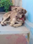 Cachorro raça SRD-ViraLata idade 7 a 11 meses nome Sem nome ainda