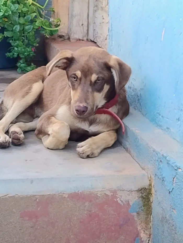Cachorro raça SRD-ViraLata idade 7 a 11 meses nome Sem nome ainda