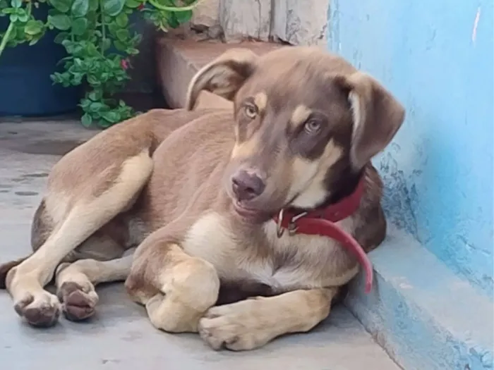 Cachorro raça SRD-ViraLata idade 7 a 11 meses nome Sem nome ainda