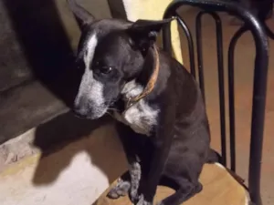 Cachorro raça Pit-Bull idade 1 ano nome Zeys