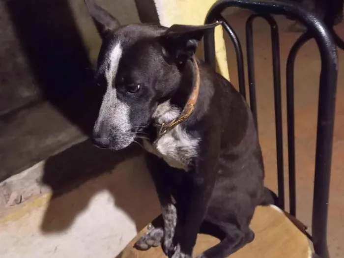 Cachorro raça Pit-Bull idade 1 ano nome Zeys