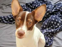 Cachorro raça SRD-ViraLata idade 2 a 6 meses nome Pérola 