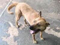 Cachorro raça SRD-ViraLata idade 6 ou mais anos nome Mel