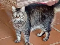 Gato raça SRD-ViraLata idade 6 ou mais anos nome Julieta