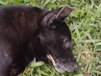 Cachorro raça SRD-ViraLata idade 6 ou mais anos nome ZEUS