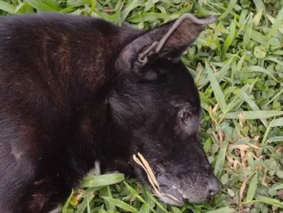 Cachorro raça SRD-ViraLata idade 6 ou mais anos nome ZEUS