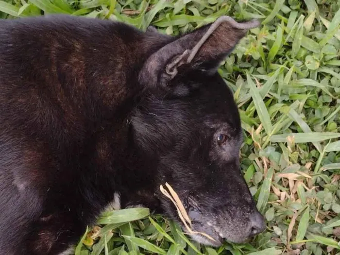 Cachorro raça SRD-ViraLata idade 6 ou mais anos nome ZEUS