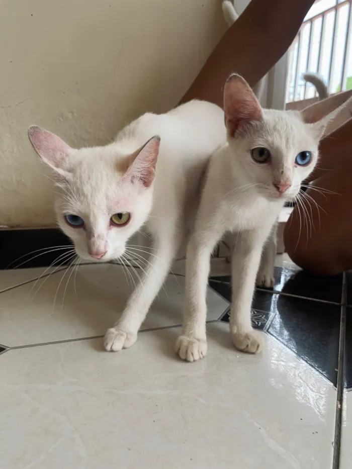 Gato raça SRD-ViraLata idade 2 a 6 meses nome Lorena Roberta