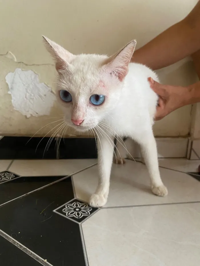 Gato raça SRD-ViraLata idade 2 a 6 meses nome Lorena Roberta