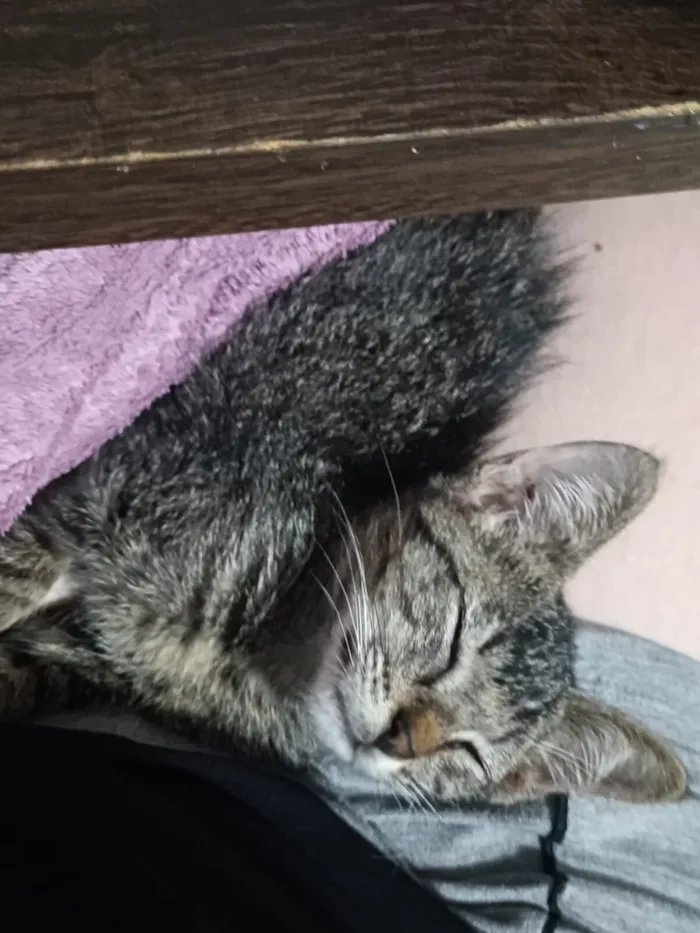 Gato raça SRD-ViraLata idade Abaixo de 2 meses nome Francisca 