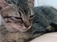 Gato raça SRD-ViraLata idade Abaixo de 2 meses nome Francisca 