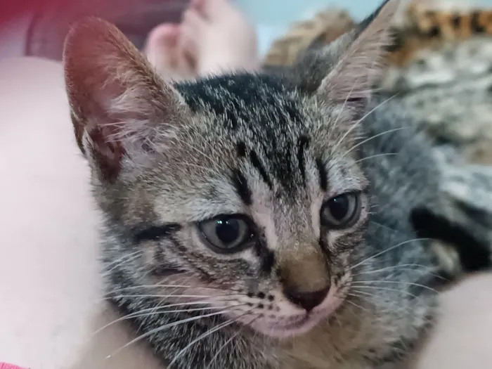 Gato raça SRD-ViraLata idade Abaixo de 2 meses nome Francisca 