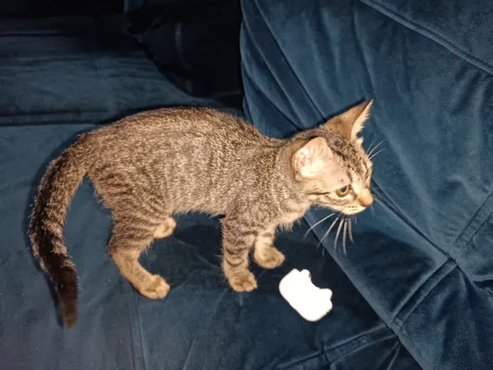 Gato raça SRD-ViraLata idade Abaixo de 2 meses nome Francisca 