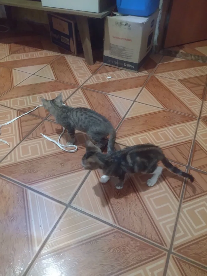 Gato raça SRD-ViraLata idade Abaixo de 2 meses nome Não tem 