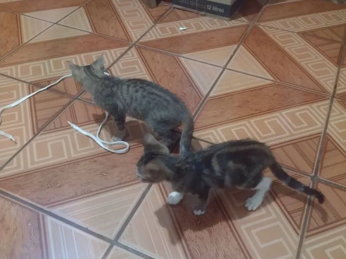 Gato raça SRD-ViraLata idade Abaixo de 2 meses nome Não tem 