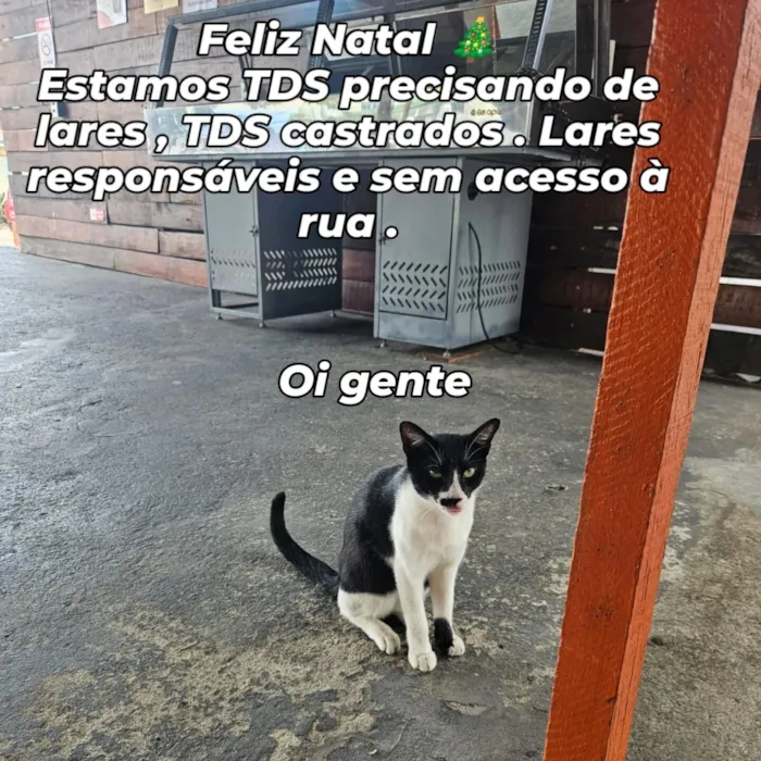 Gato raça SRD-ViraLata idade 7 a 11 meses nome Hermes