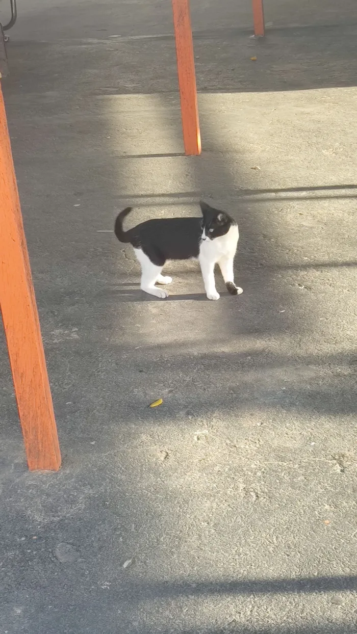 Gato raça SRD-ViraLata idade 7 a 11 meses nome Hermes