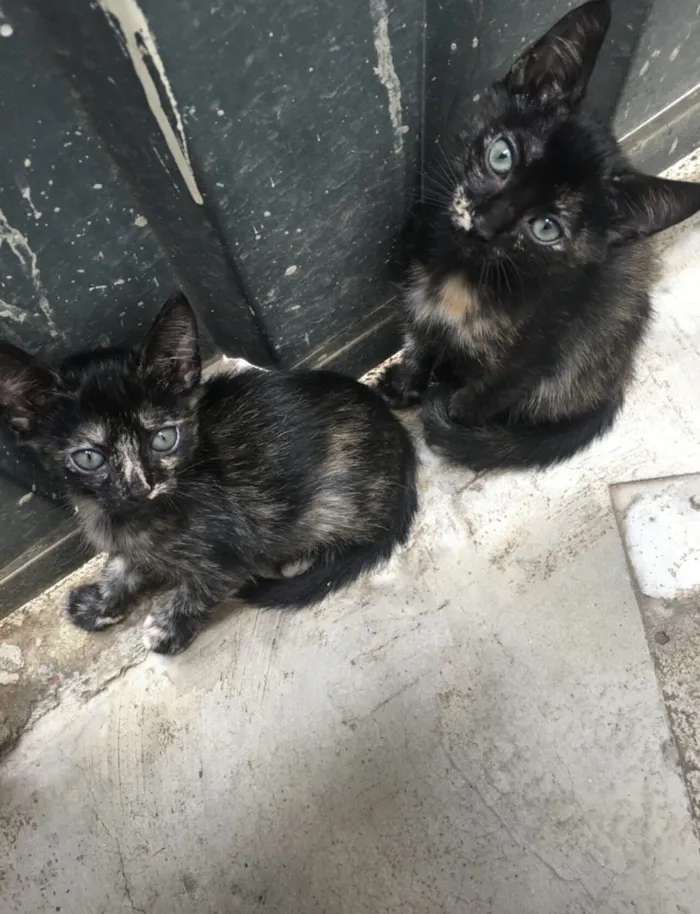 Gato raça SRD-ViraLata idade 2 a 6 meses nome Não tem