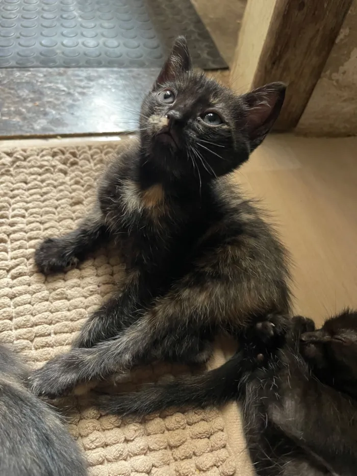 Gato raça SRD-ViraLata idade 2 a 6 meses nome Não tem