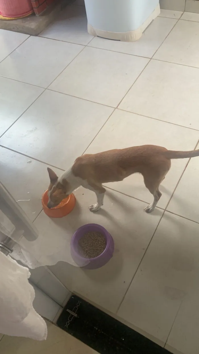 Cachorro raça SRD-ViraLata idade 7 a 11 meses nome Jujuba 