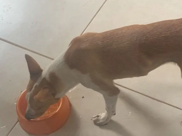 Cachorro raça SRD-ViraLata idade 7 a 11 meses nome Jujuba 