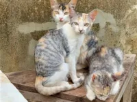 Gato raça SRD-ViraLata idade 2 a 6 meses nome As trigêmeas 