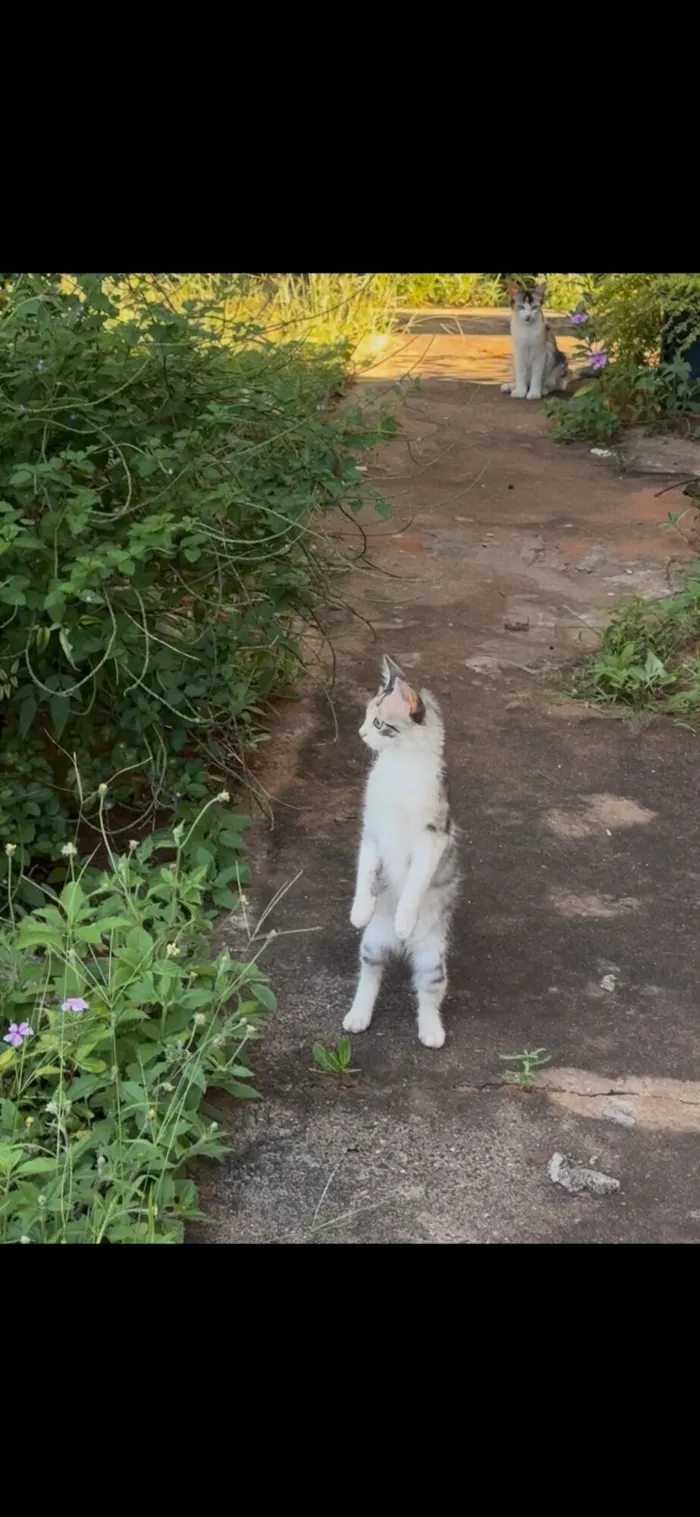 Gato raça SRD-ViraLata idade 2 a 6 meses nome As trigêmeas 