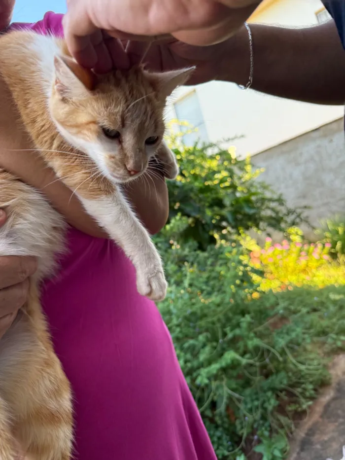 Gato raça SRD-ViraLata idade 2 a 6 meses nome As trigêmeas 