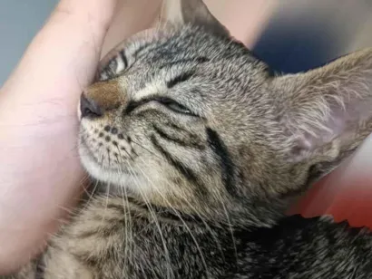 Gato raça SRD-ViraLata idade Abaixo de 2 meses nome Francisca 