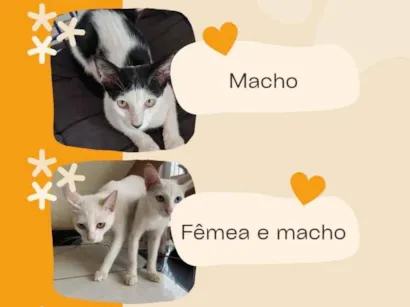 Gato raça SRD-ViraLata idade 2 a 6 meses nome Lorena Roberta