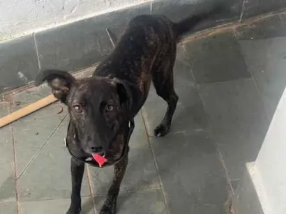 Cachorro raça SRD-ViraLata idade 1 ano nome Amora