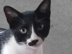 Gato raça SRD-ViraLata idade 7 a 11 meses nome Hermes