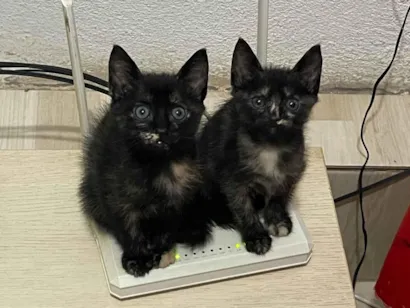 Gato raça SRD-ViraLata idade 2 a 6 meses nome Não tem