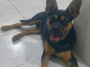 Cachorro raça Rottweiler idade 2 a 6 meses nome Zeus
