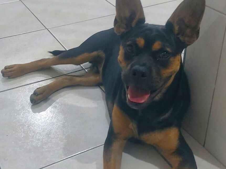Cachorro raça Rottweiler idade 2 a 6 meses nome Zeus