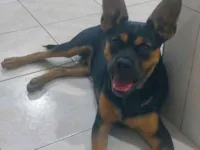 Cachorro raça Rottweiler idade 2 a 6 meses nome Zeus