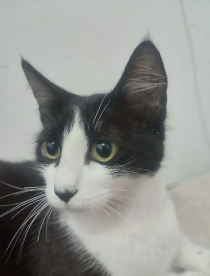 Gato raça SRD-ViraLata idade 1 ano nome Mel 