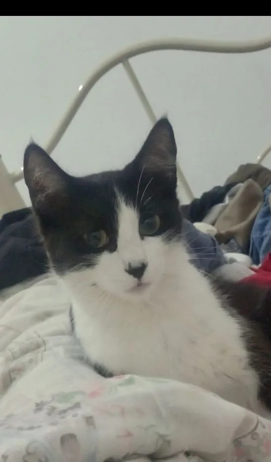 Gato raça SRD-ViraLata idade 1 ano nome Mel 