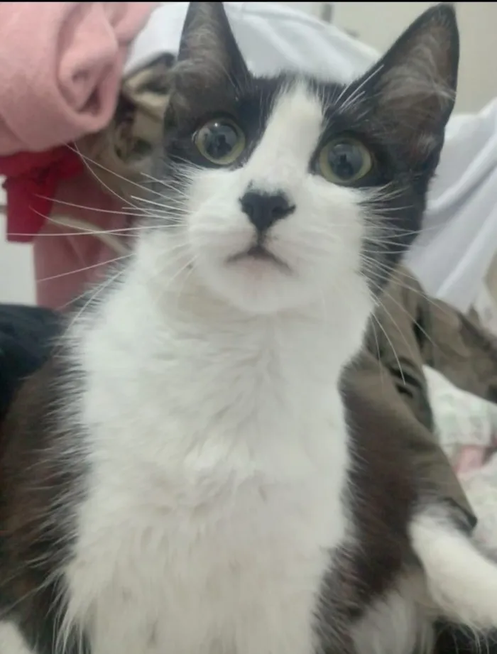 Gato raça SRD-ViraLata idade 1 ano nome Mel 