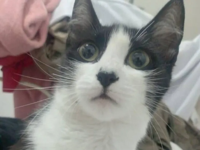 Gato raça SRD-ViraLata idade 1 ano nome Mel