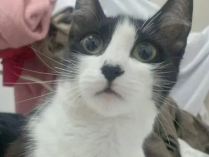 Gato raça SRD-ViraLata idade 1 ano nome Mel